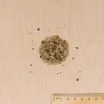 Fleuri - Pelouse Japonaise - Mélange de Fleurs - MEDIA_3D